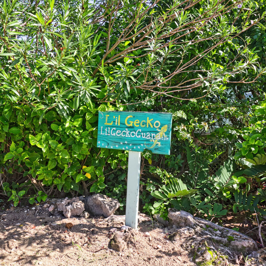 Lil Gecko - Sign