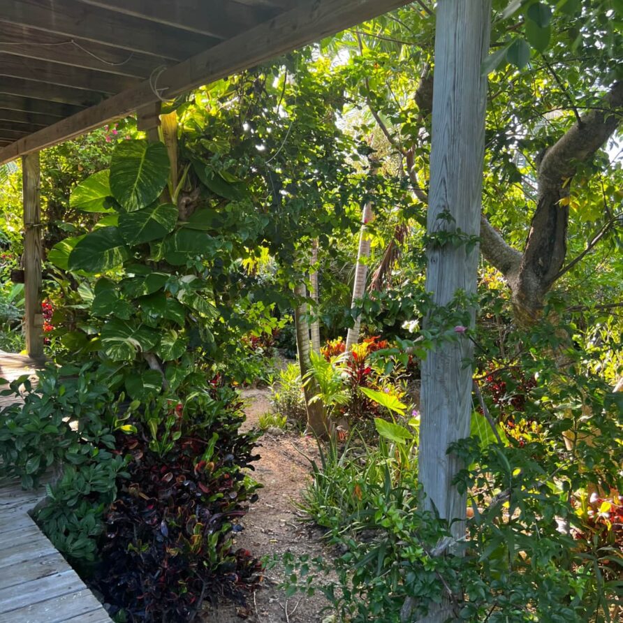 Lil Gecko - Landscaping 4